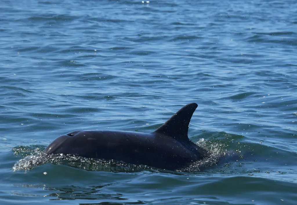 A bottlenose dolphin surfaces in Algoa Bay, its fin and eye breaking the water with spray