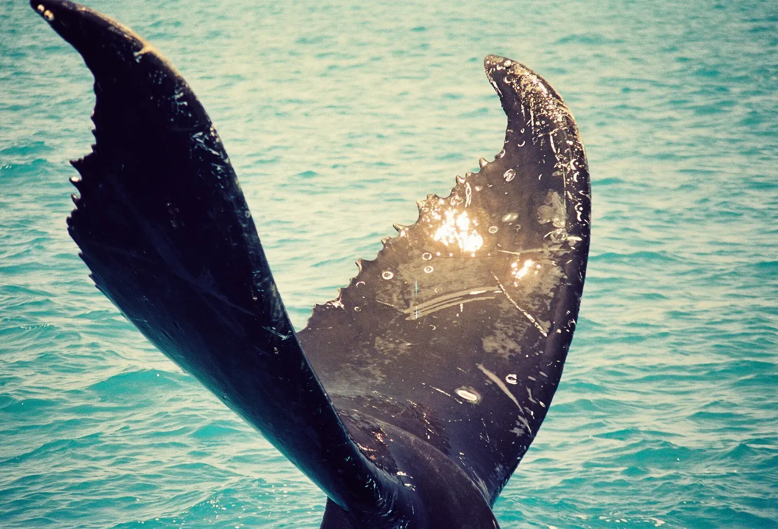 A humpback whale's tail fin breaks the surface at Abrolhos Marine National Park, Brazil