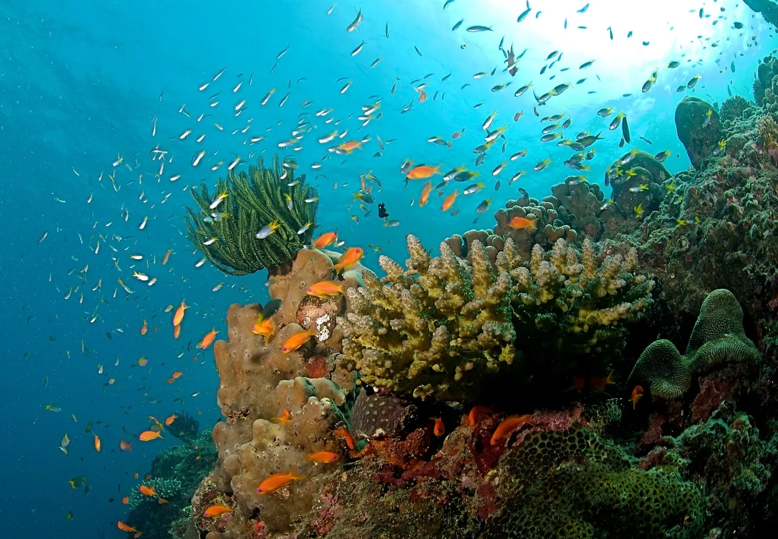 Colorful coral reef with schooling orange anthias off Havelock Island in the Andaman Islands