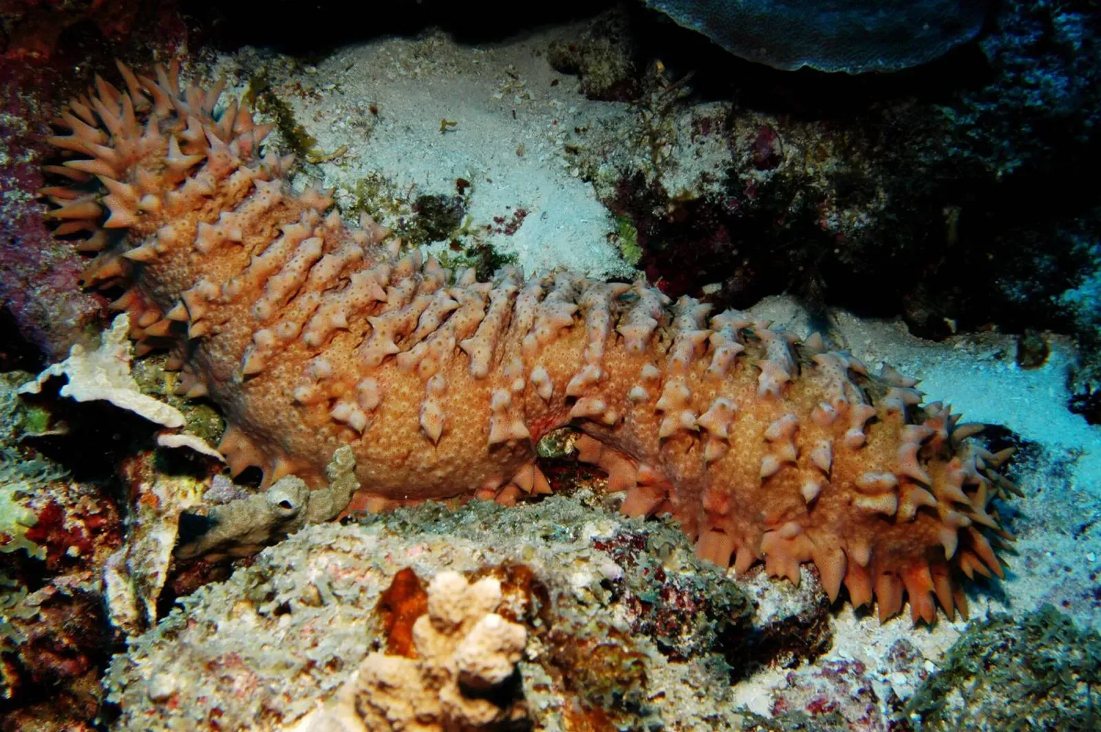 A spiny sea cucumber rests on coral rubble and sand on a reef in Kosrae, Micronesia.