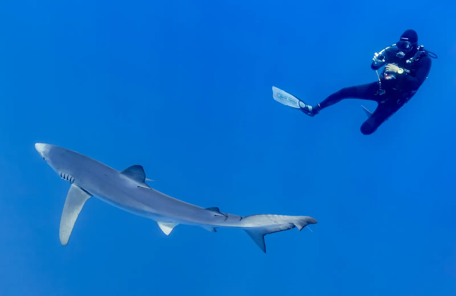 A diver swims alongside a blue shark in open blue water in the Fayal-Pico channel, Azores