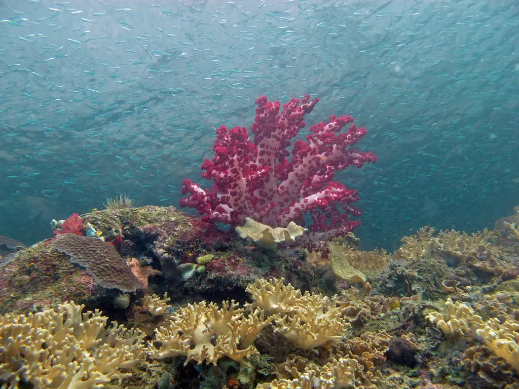 Soft coral in deep pink stands beneath a swirling school of small silver baitfish.