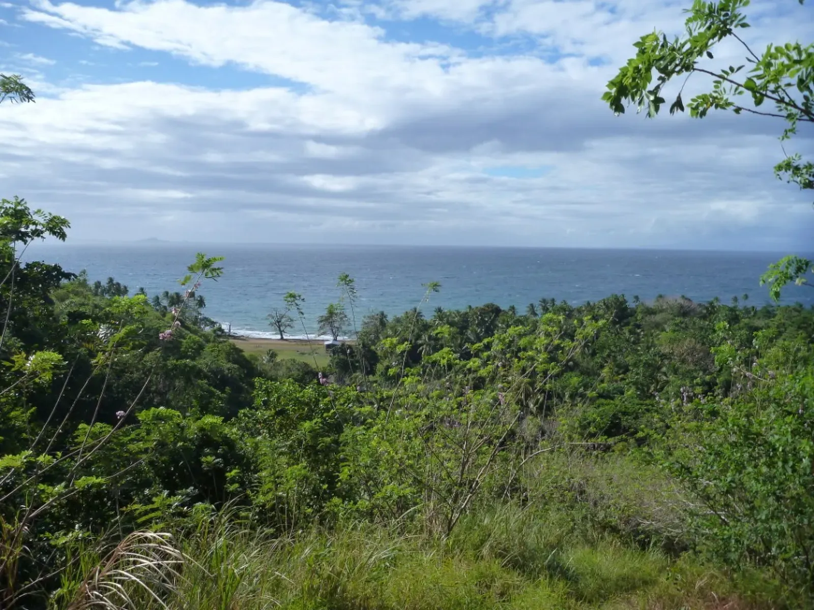 View from a forested hillside over a palm-lined beach and open ocean in Milne Bay