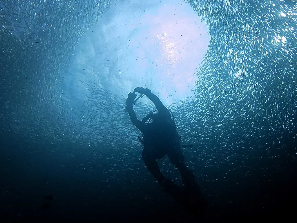 A diver's silhouette swims through a swirling tunnel opened up in the dense sardine school off Panagsama Beach.