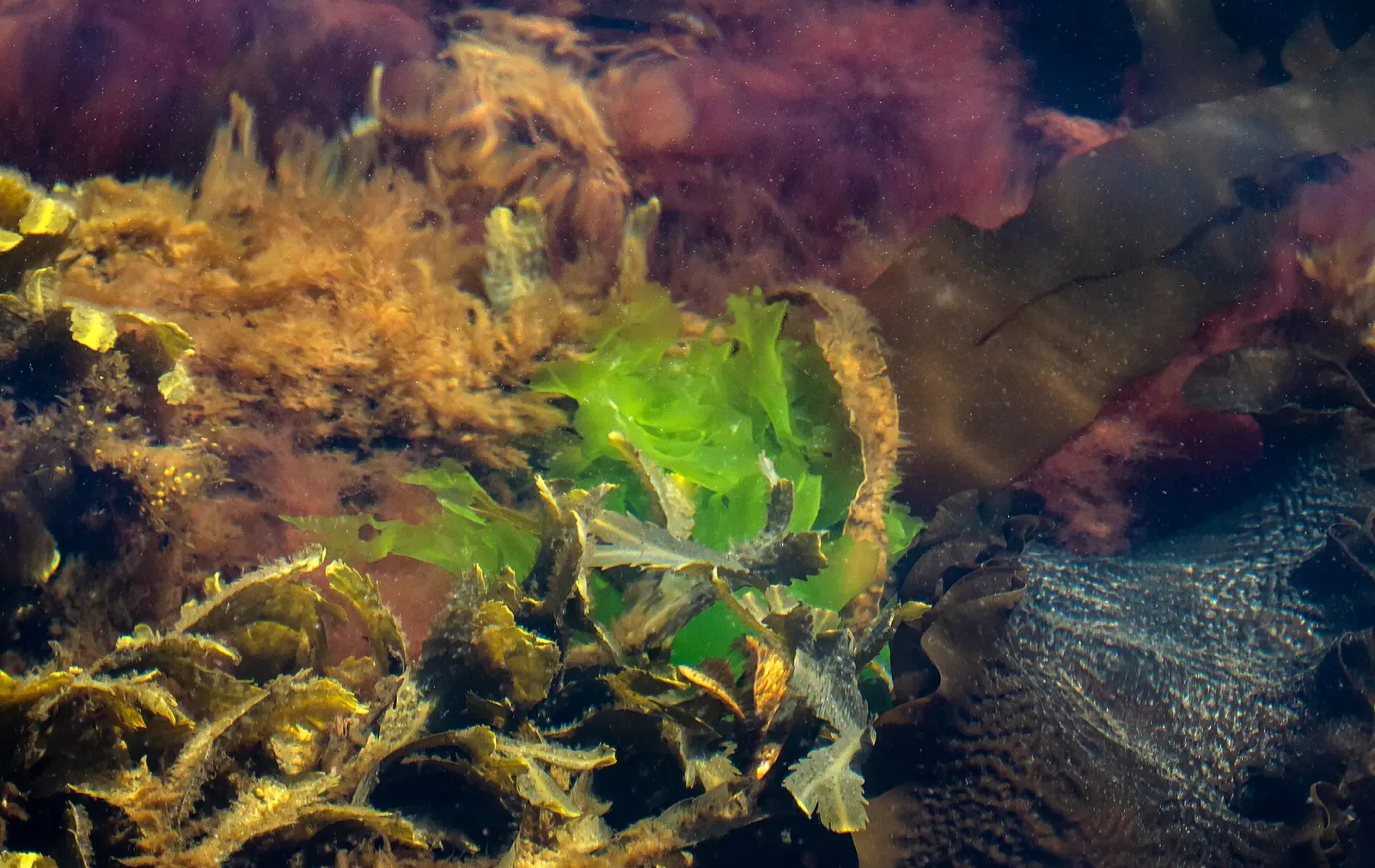 Sea lettuce, red algae and kelp growing on submerged rock in Lysekil harbor