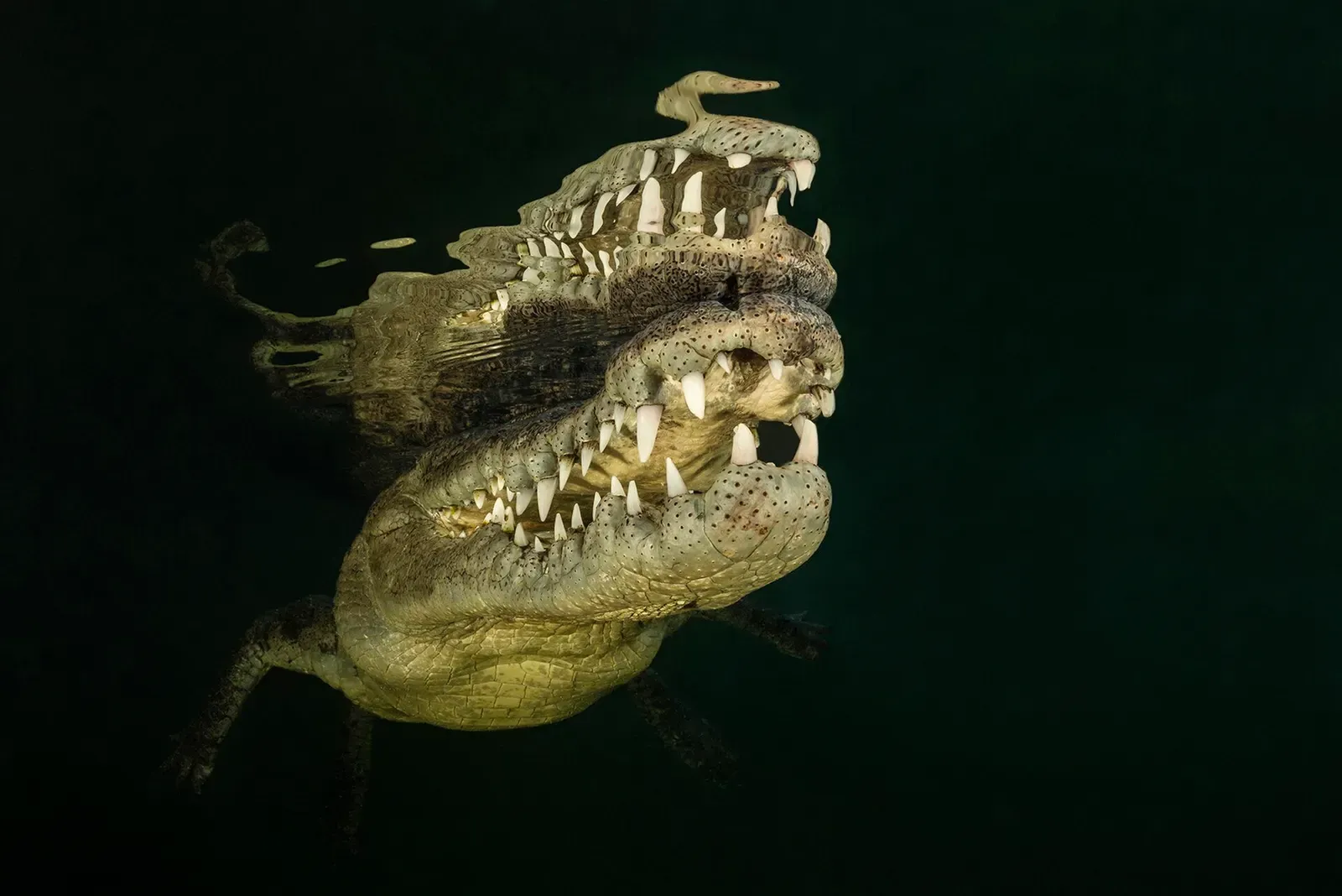 An American crocodile floats at the surface with its jaws open near mangrove roots.