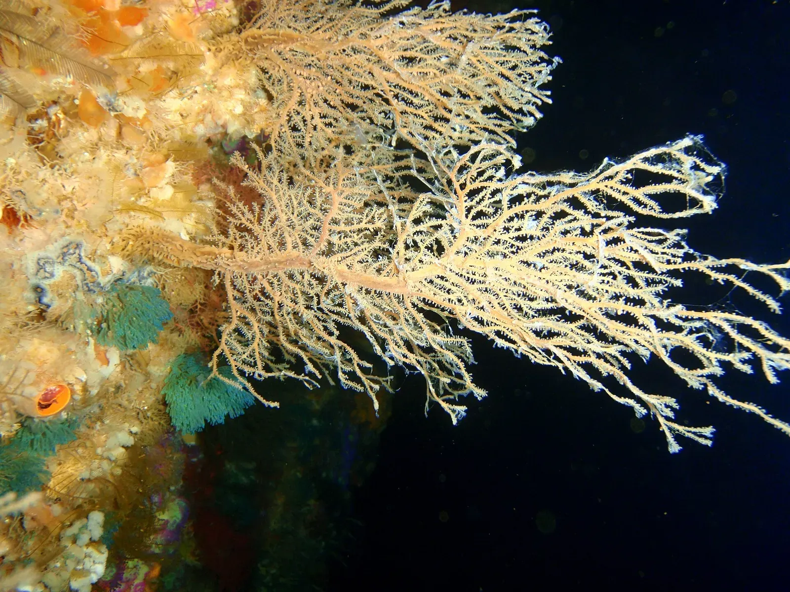 A soft coral fan grows on the reef at Aorangaia, Poor Knights Islands.
