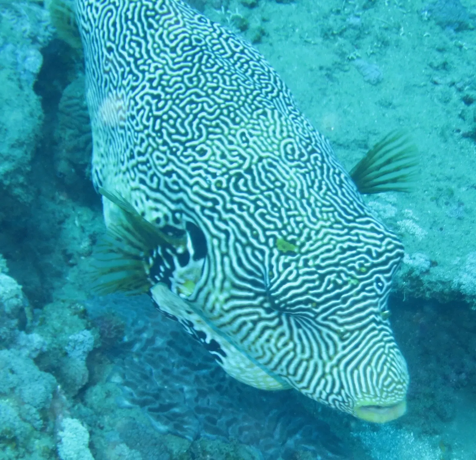 A map puffer's maze-like skin pattern fills the frame on a Sodwana Bay reef.