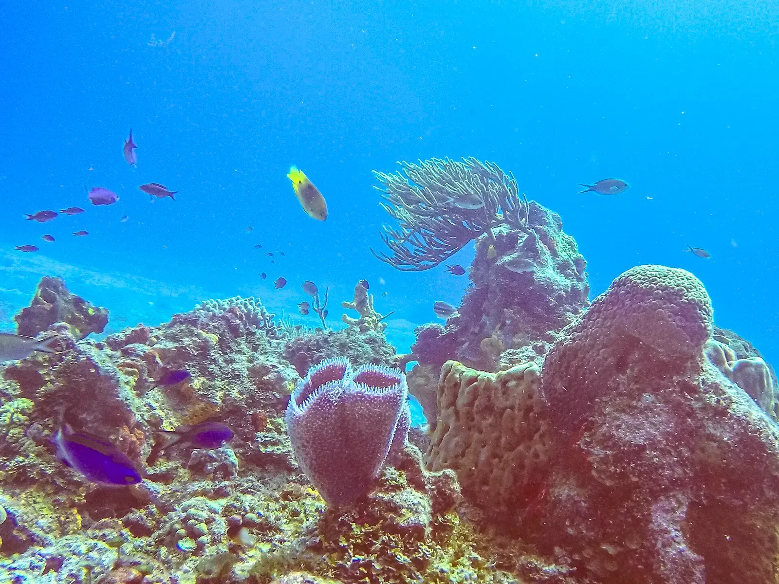 Reef fish swim over coral heads and sea fans in Cozumel's protected marine park