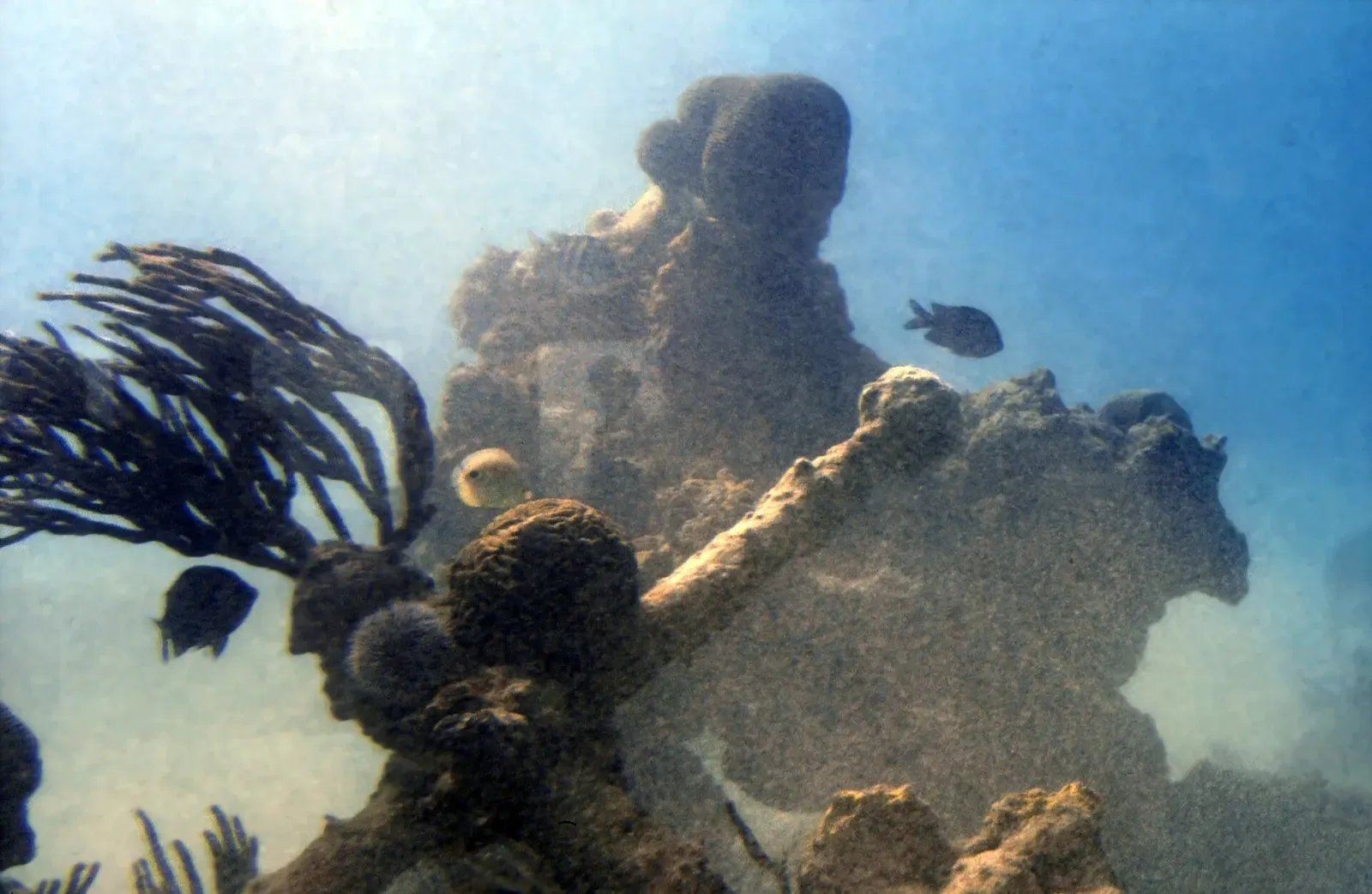 Small reef fish hover over a coral head and sea fan in shallow water off New Providence.