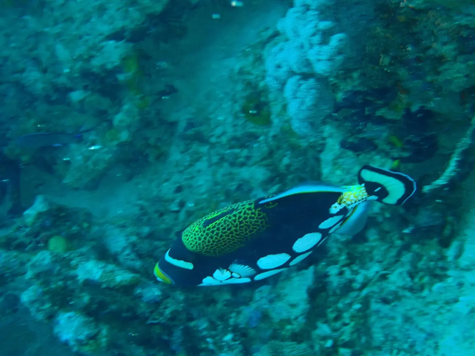 A clown triggerfish patrols the reef at Rainbow Reef, Fiji