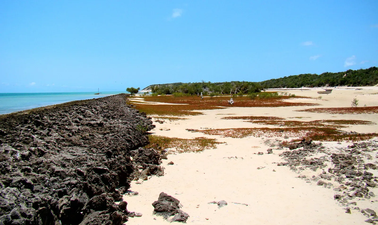 An old fossilized reef exposed at low tide along Bazaruto Island's shore, with a young mangrove stand taking root behind it
