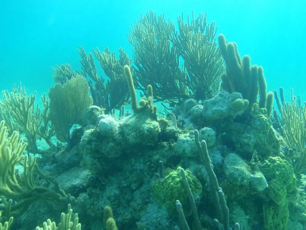 Sea fans and soft corals rise from a coral head on a shallow Belize Barrier Reef site