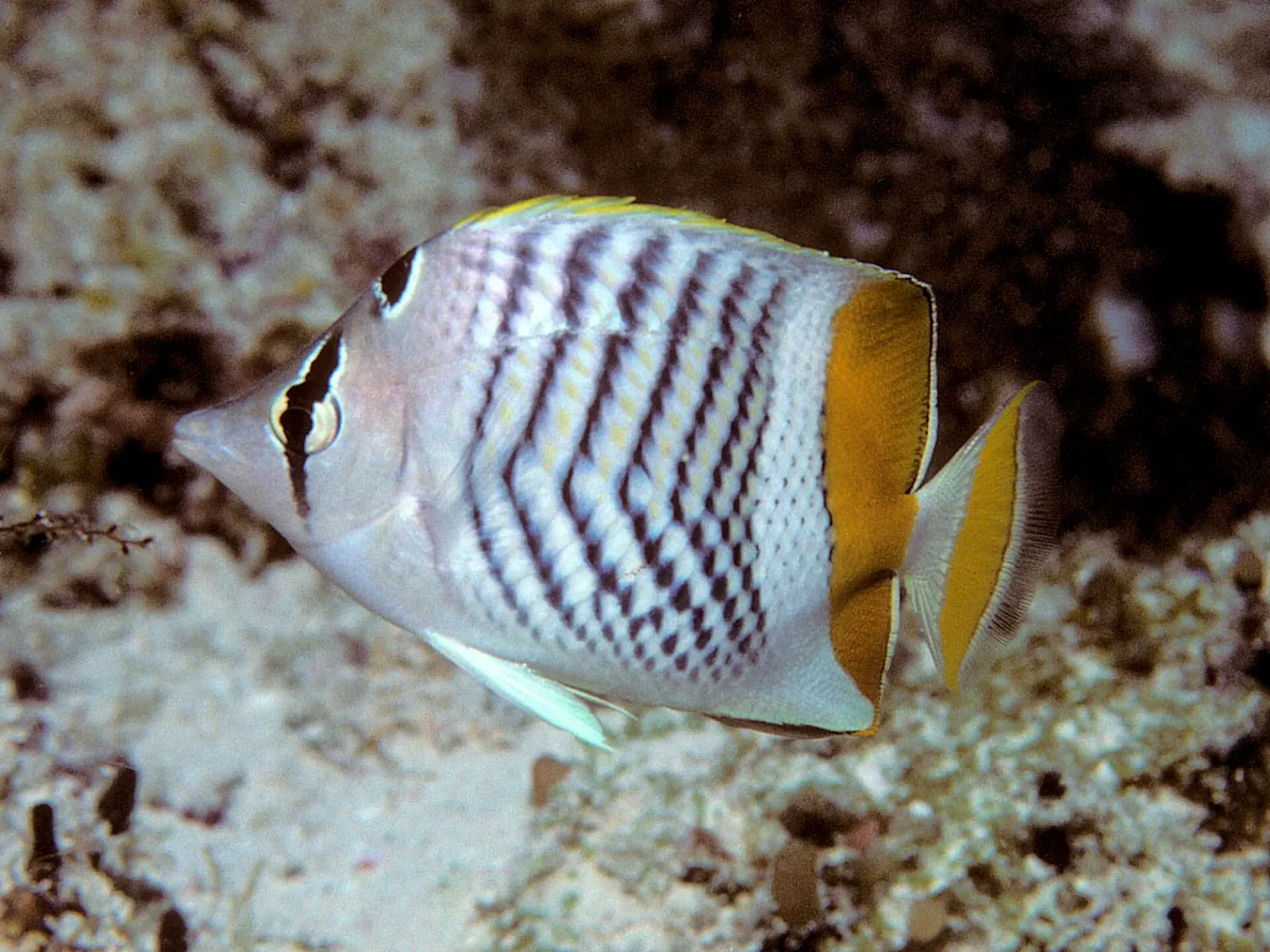 Seychelles butterflyfish patrols a coral wall off Pemba Island, Tanzania