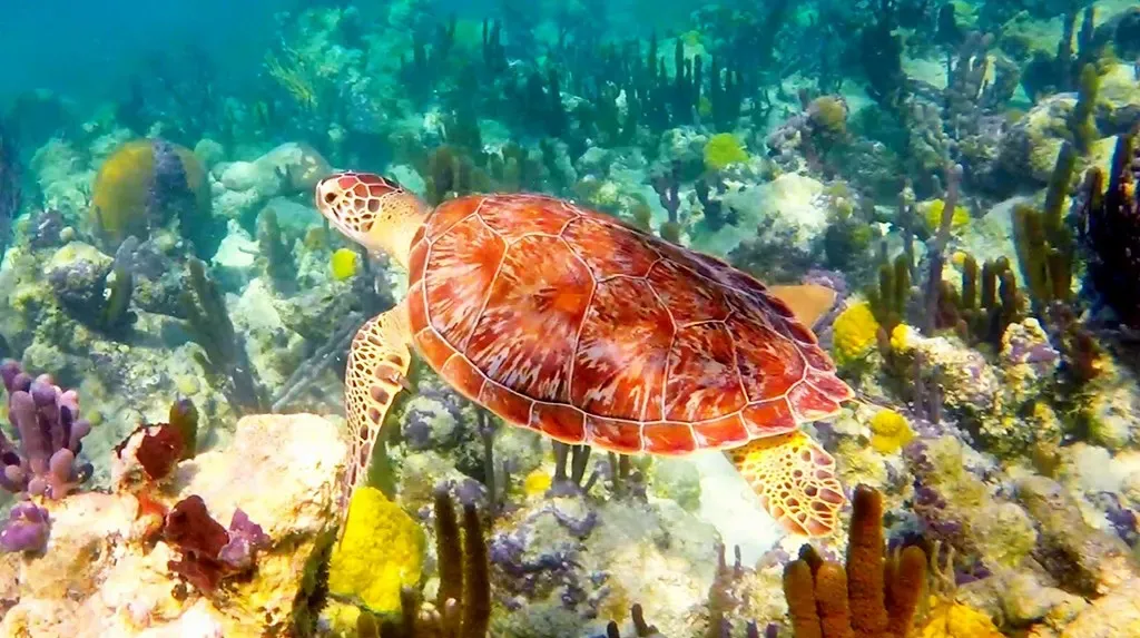 A hawksbill turtle swims past sea fans and coral heads on a shallow Providenciales reef