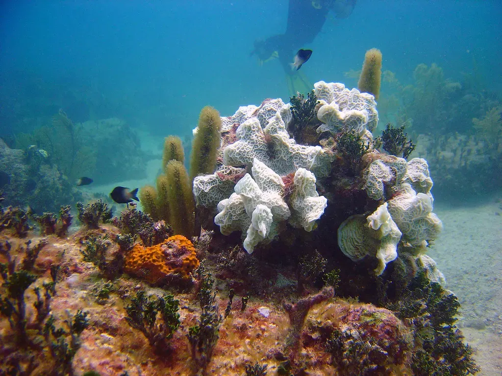 Soft corals and sponges cover a reef ledge as a diver swims past in the background.