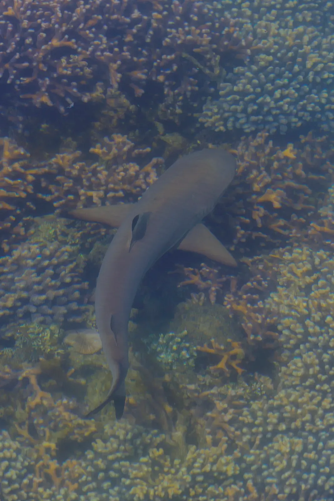 A blacktip reef shark glides over a shallow coral reef off Komodo Island.