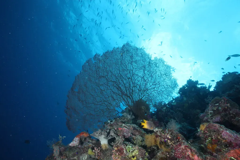 Silhouette of a large black sea fan coral against sunlit blue water with schooling fish