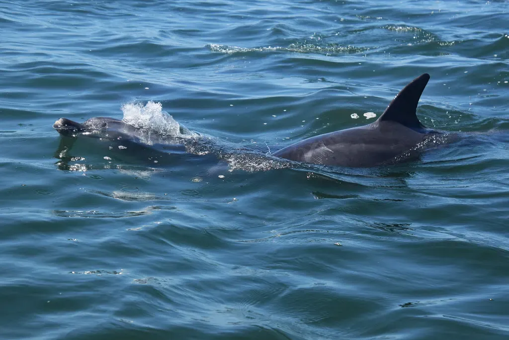 Two bottlenose dolphins swim together at the surface of Algoa Bay