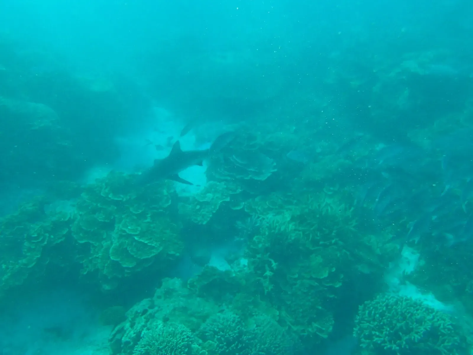 A grey reef shark cruises low over the coral reef in clear blue water.