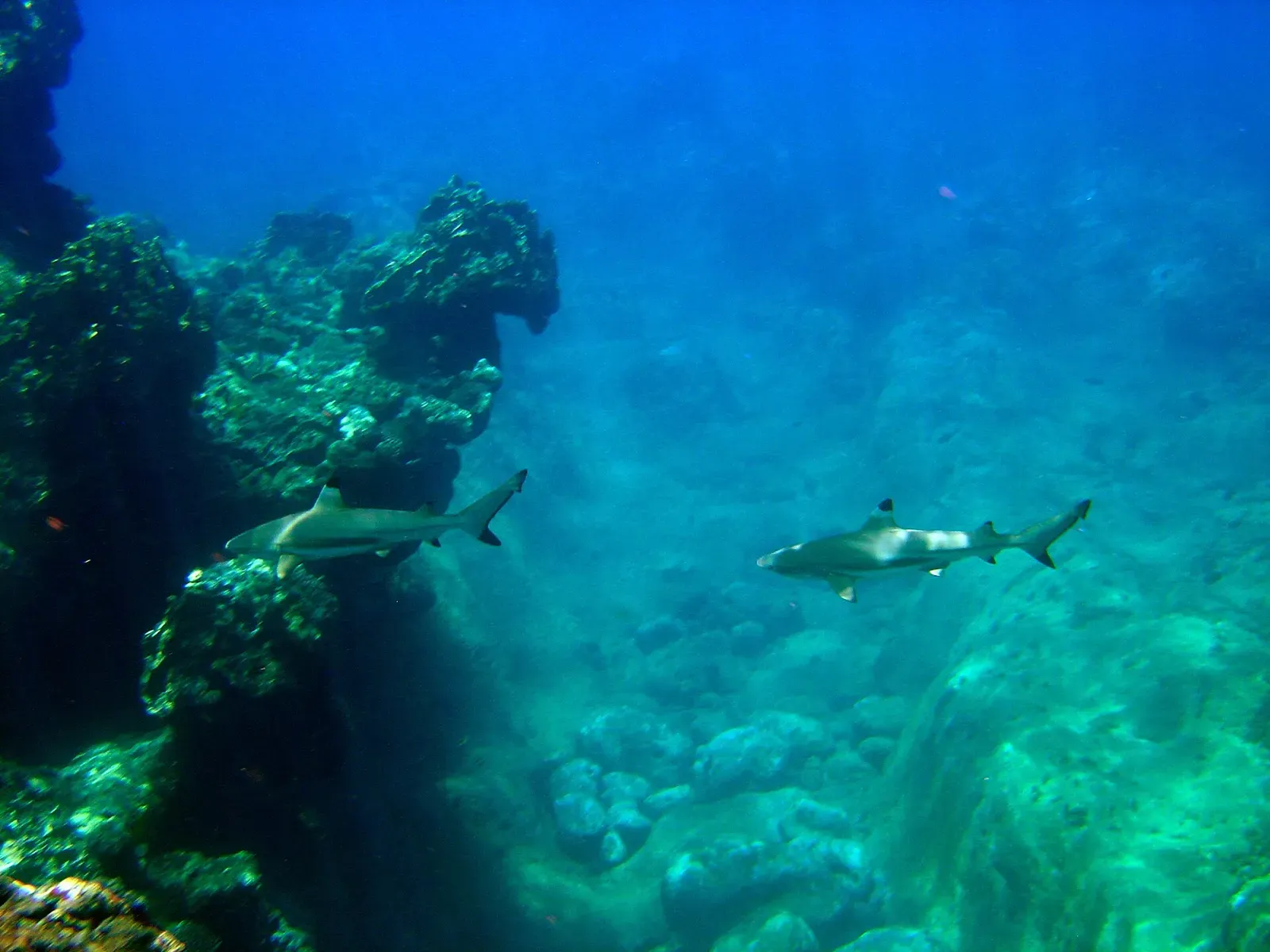 Two blacktip reef sharks cruising over a coral reef off Guam