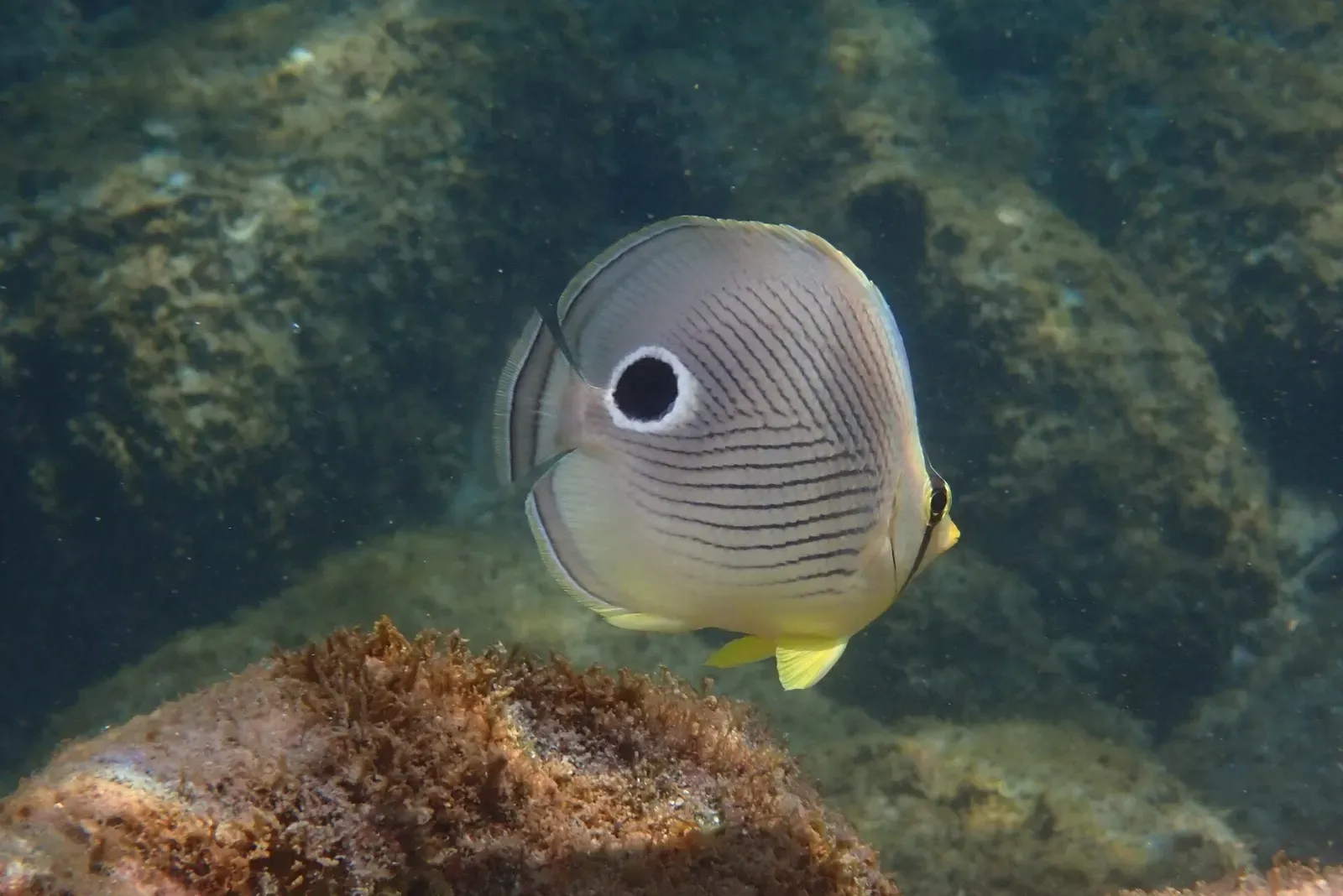 A four-eyed butterflyfish hovers over rocky reef in the waters off Guadeloupe.