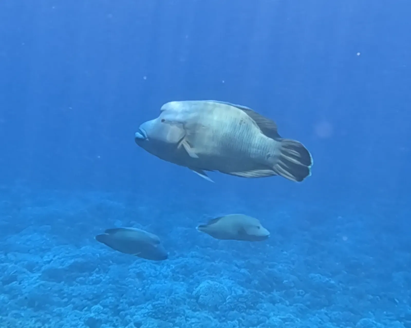 Three napoleon wrasse swim over the reef in clear blue water near Fakarava