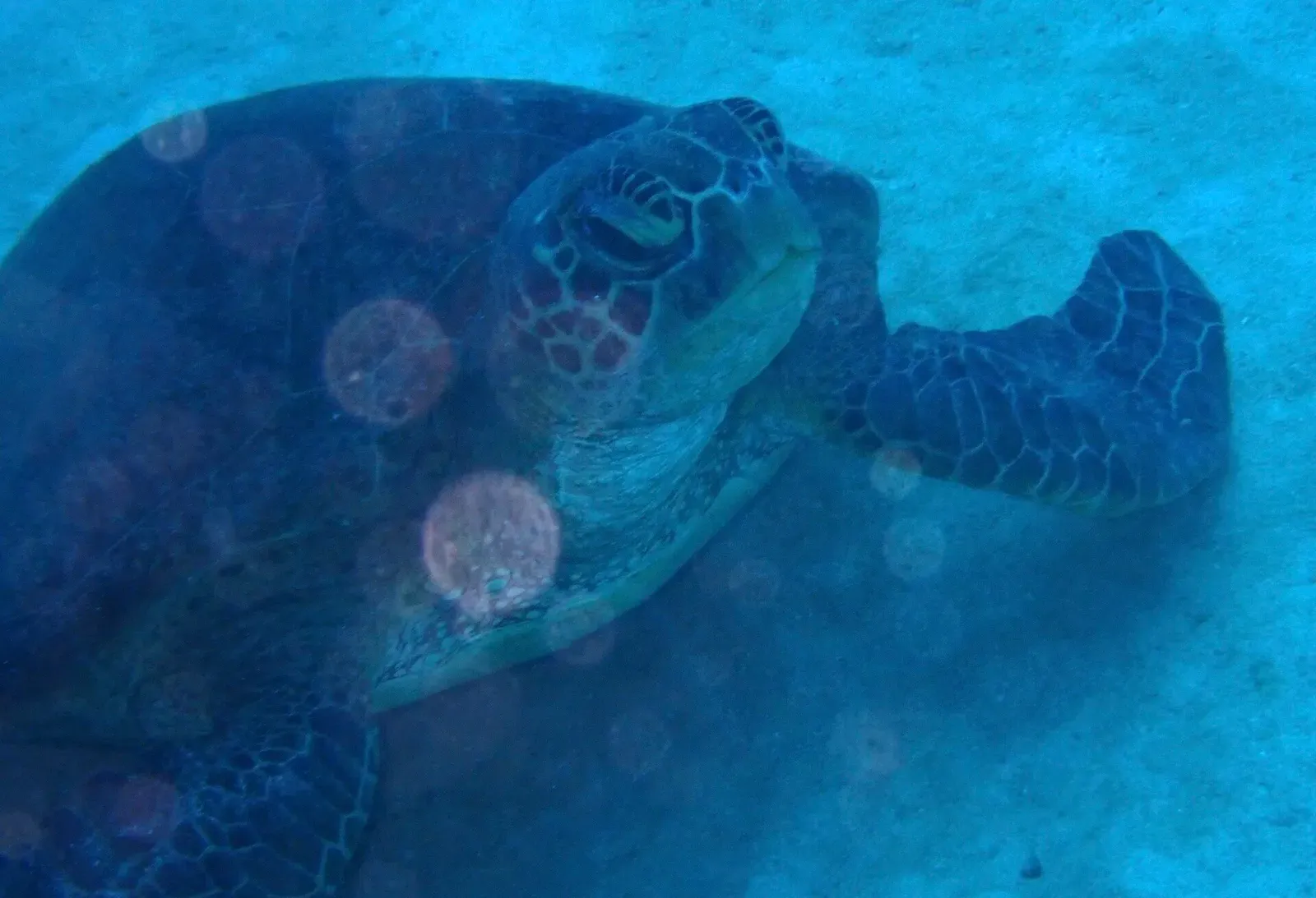 A green sea turtle glides close to the camera over the Great Barrier Reef