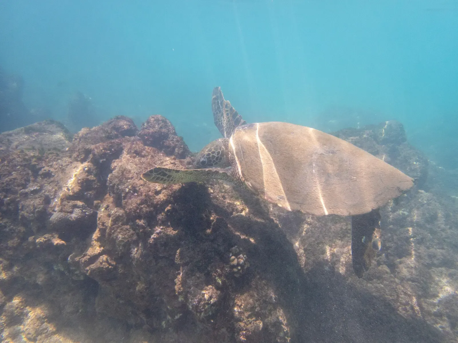 A green sea turtle glides past a sunlit rocky reef off Maui, Hawaii.