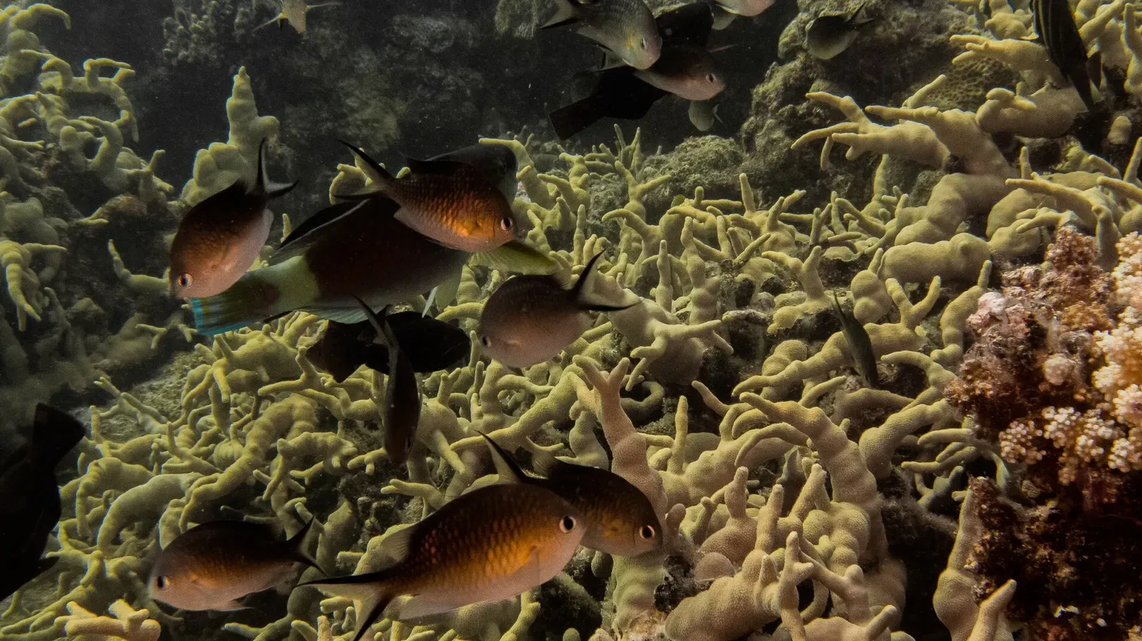 A school of Ternate chromis shelters among hard coral at Osprey Reef