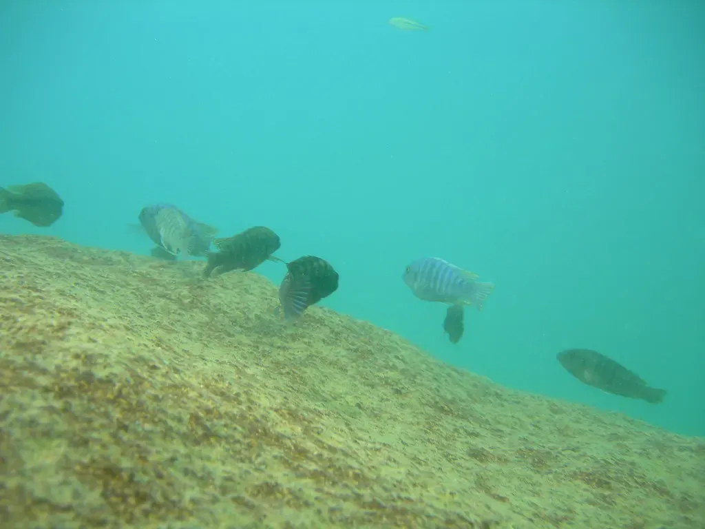A group of cichlids swims over a rocky slope in the clear water of Lake Malawi