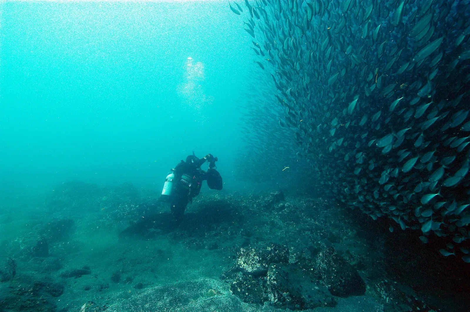 A scuba diver photographs a dense bait ball of schooling fish in the blue waters of Channel Islands National Marine Sanctuary