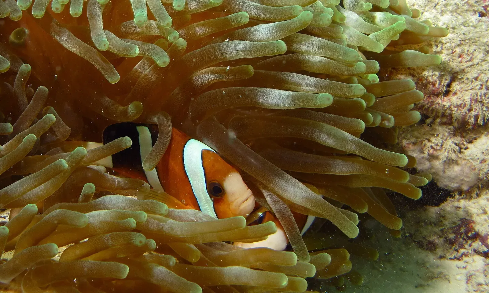 A Clark's anemonefish peers out from its host anemone at Froggies Lair, Mabul.