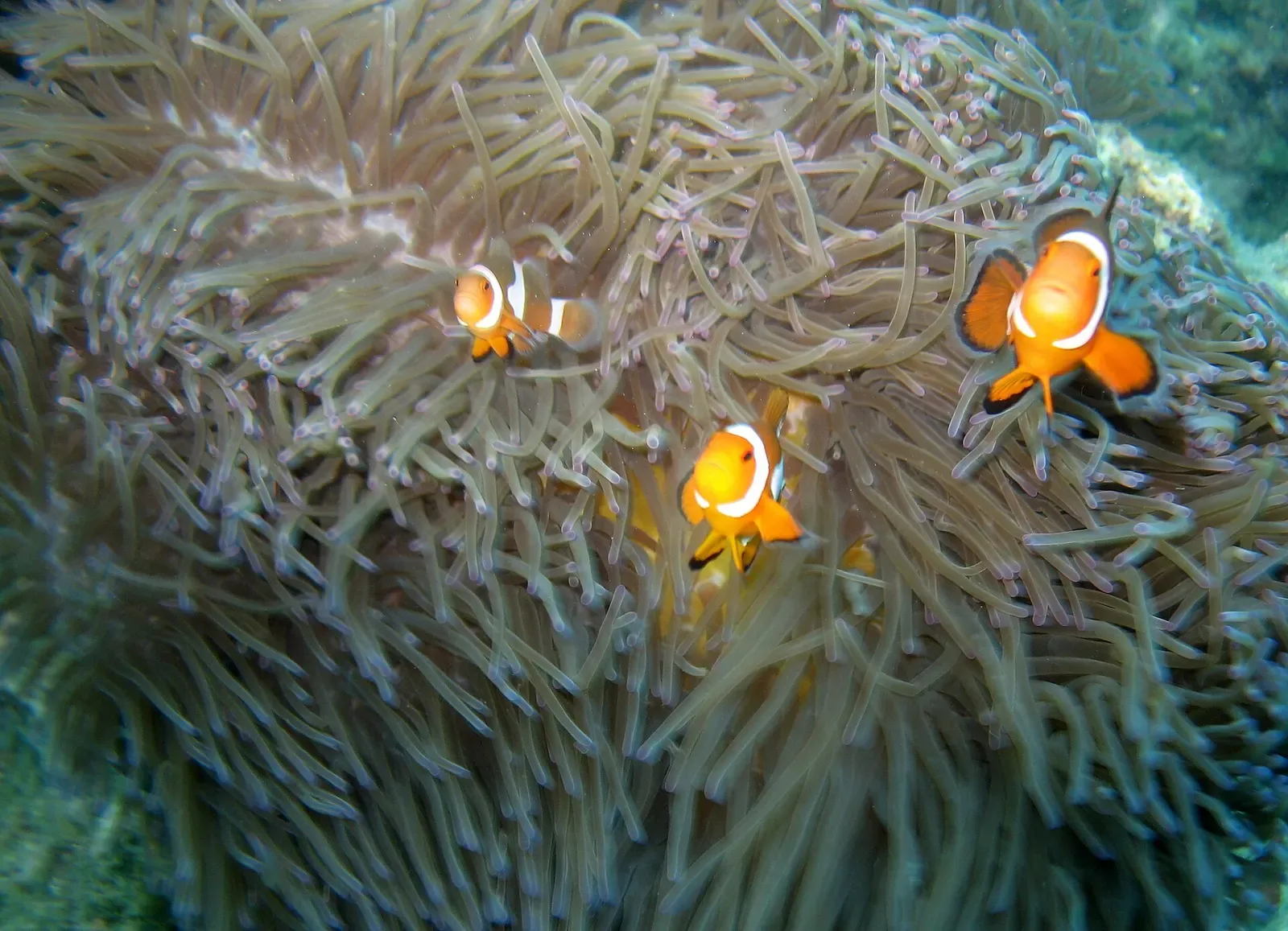A pair of clownfish peek out from the tentacles of a sea anemone on a Tioman reef