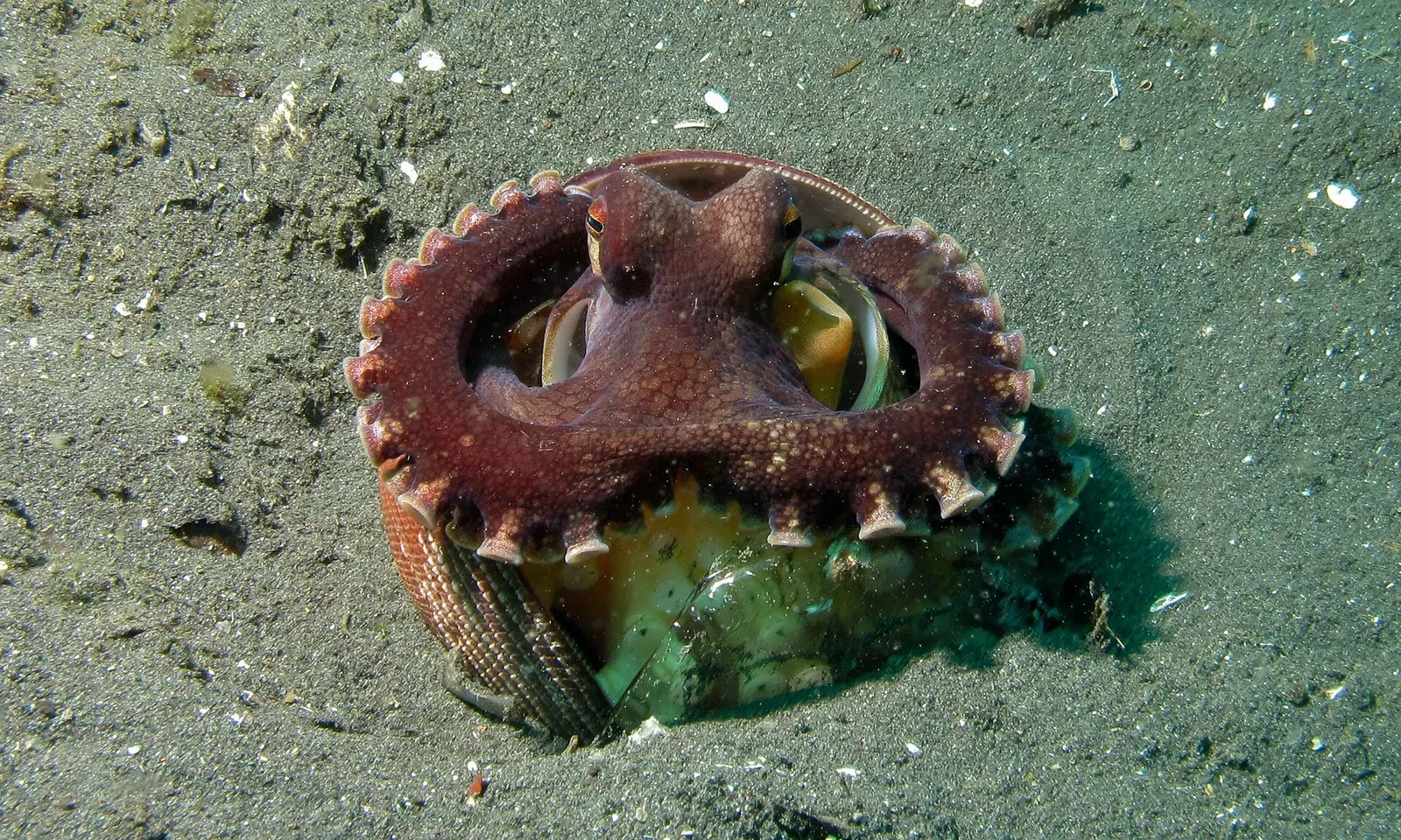 A coconut octopus curls its arms while resting on the sandy seabed of Lembeh Strait.