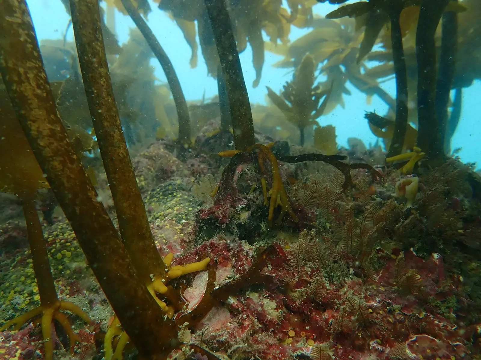 Ecklonia radiata kelp forest growing over boulder reef at Cape Rodney-Okakari Point Marine Reserve
