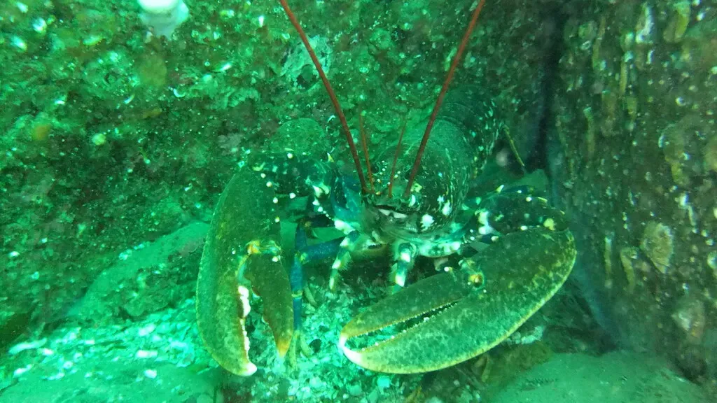 A common lobster faces the camera from a rocky crevice, red antennae extended