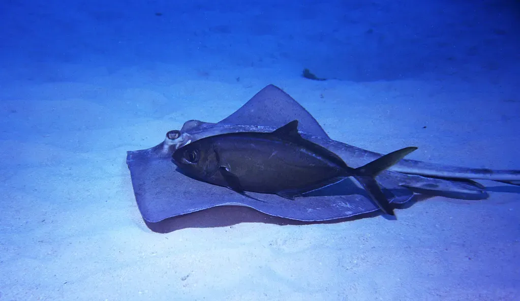 A southern stingray glides over sand with a small jack fish riding along its back