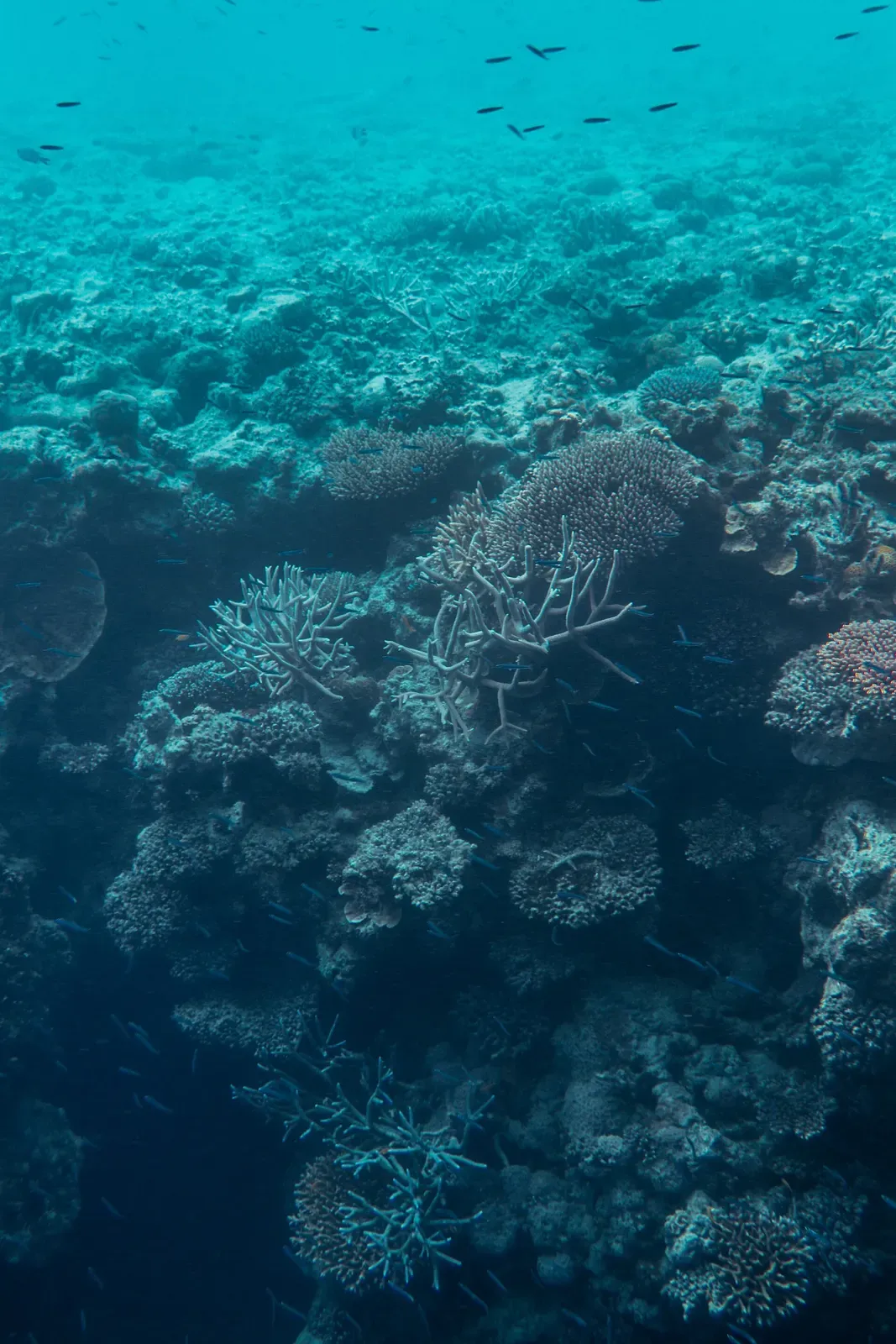 Branching hard coral colonies on a reef in the Whitsunday Islands