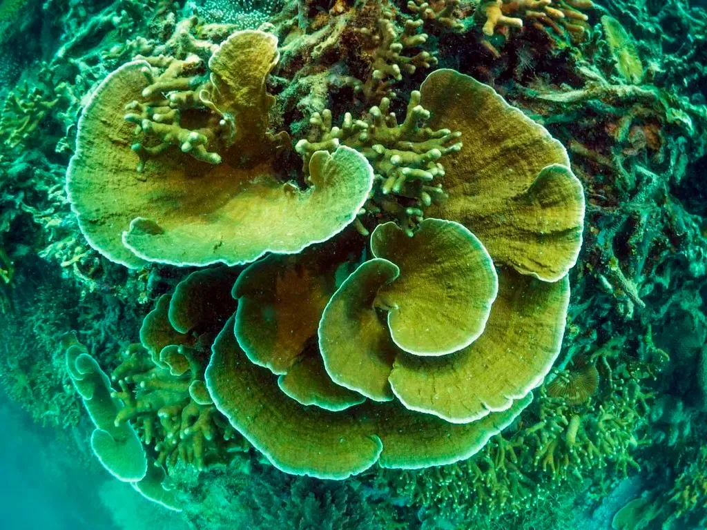 Layered cabbage coral formations spread across a shallow reef in Coron Bay.