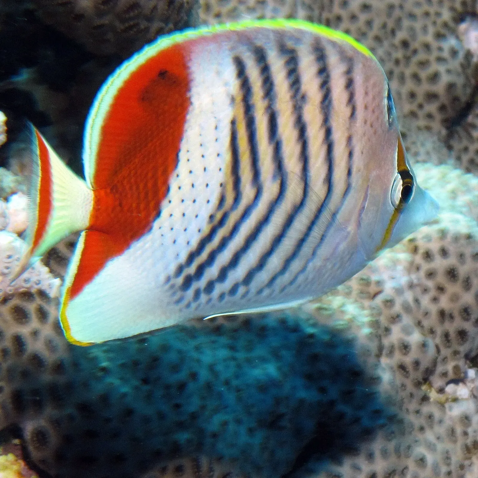 A crown butterflyfish swims over coral at Dangerous Reef, St John's Reefs