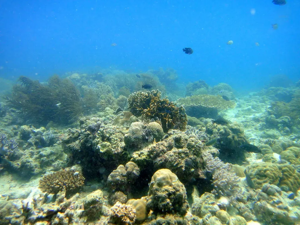 Coral bommies and reef fish spread across a shallow reef top near Malapascua.