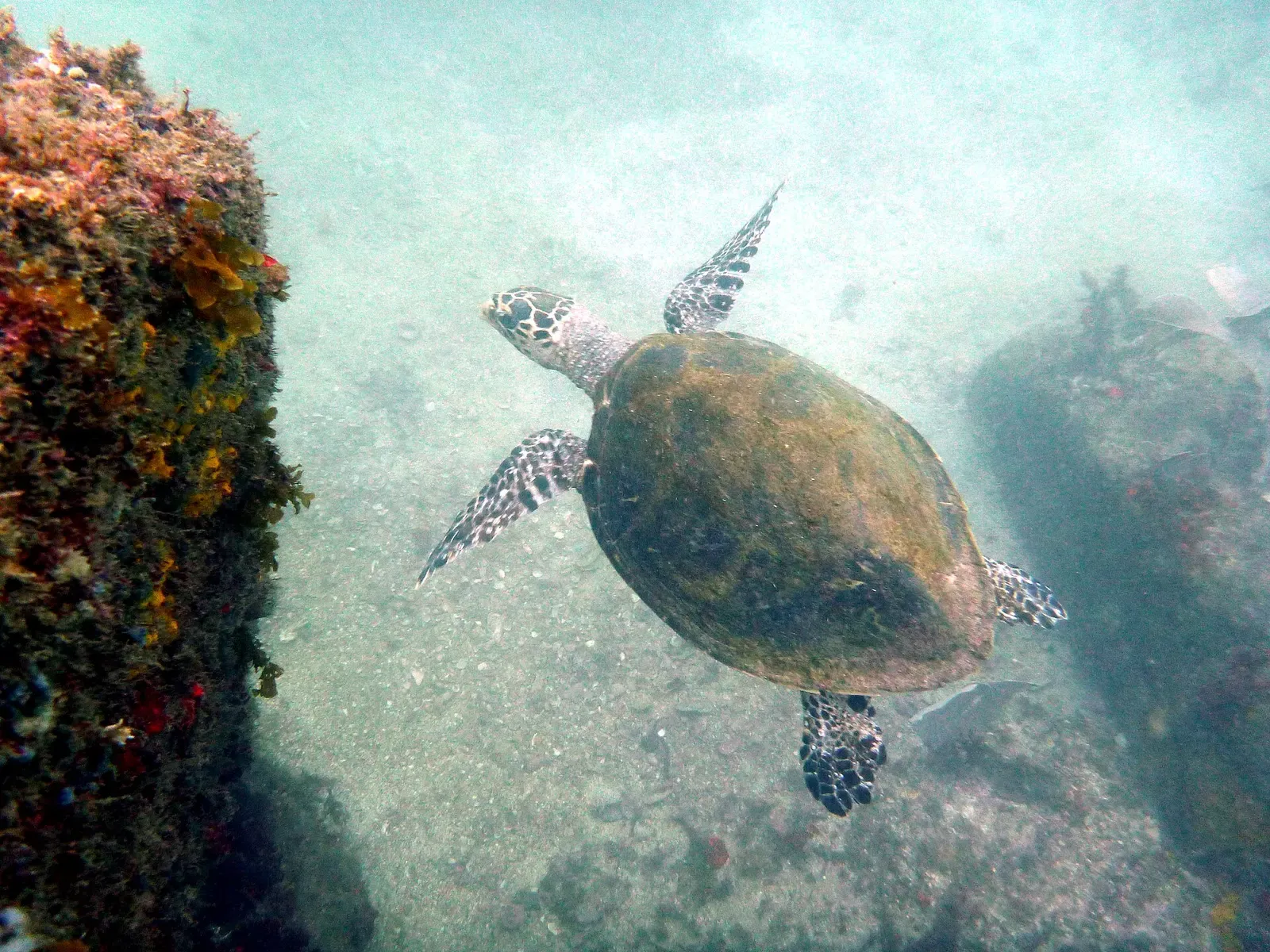 Green sea turtle gliding over a rocky reef at Arraial do Cabo, Brazil