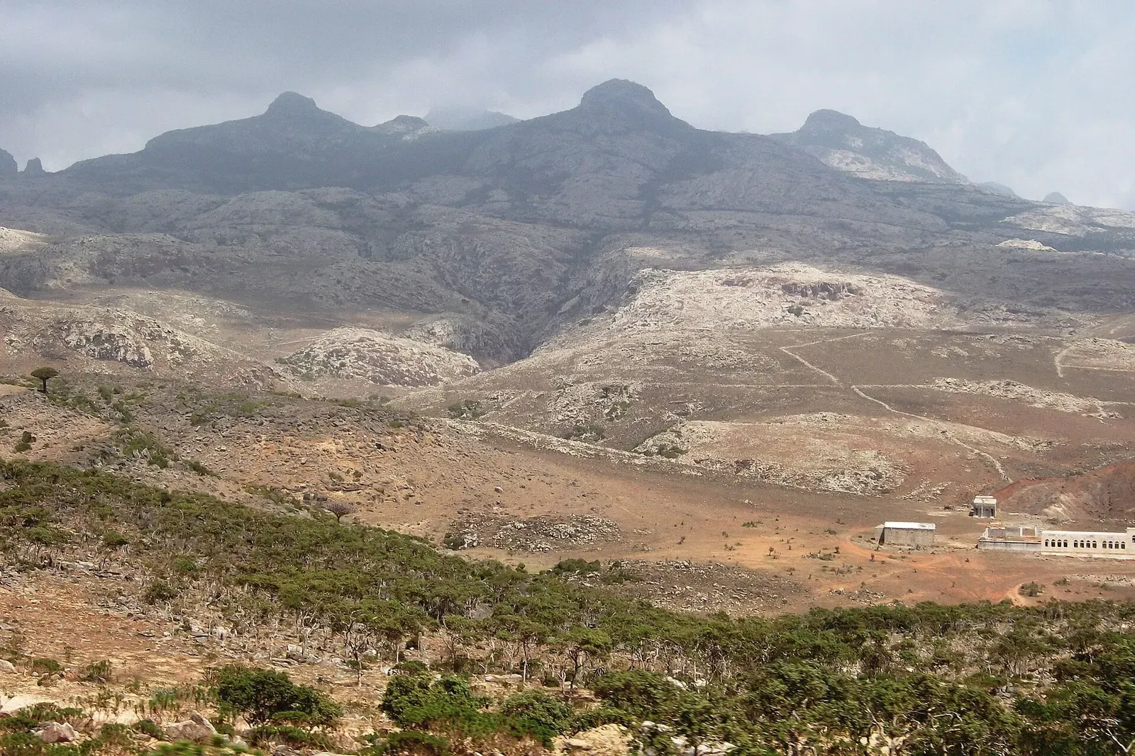 Umbrella-shaped dragon blood trees scattered across a rocky plateau on Socotra's dry interior