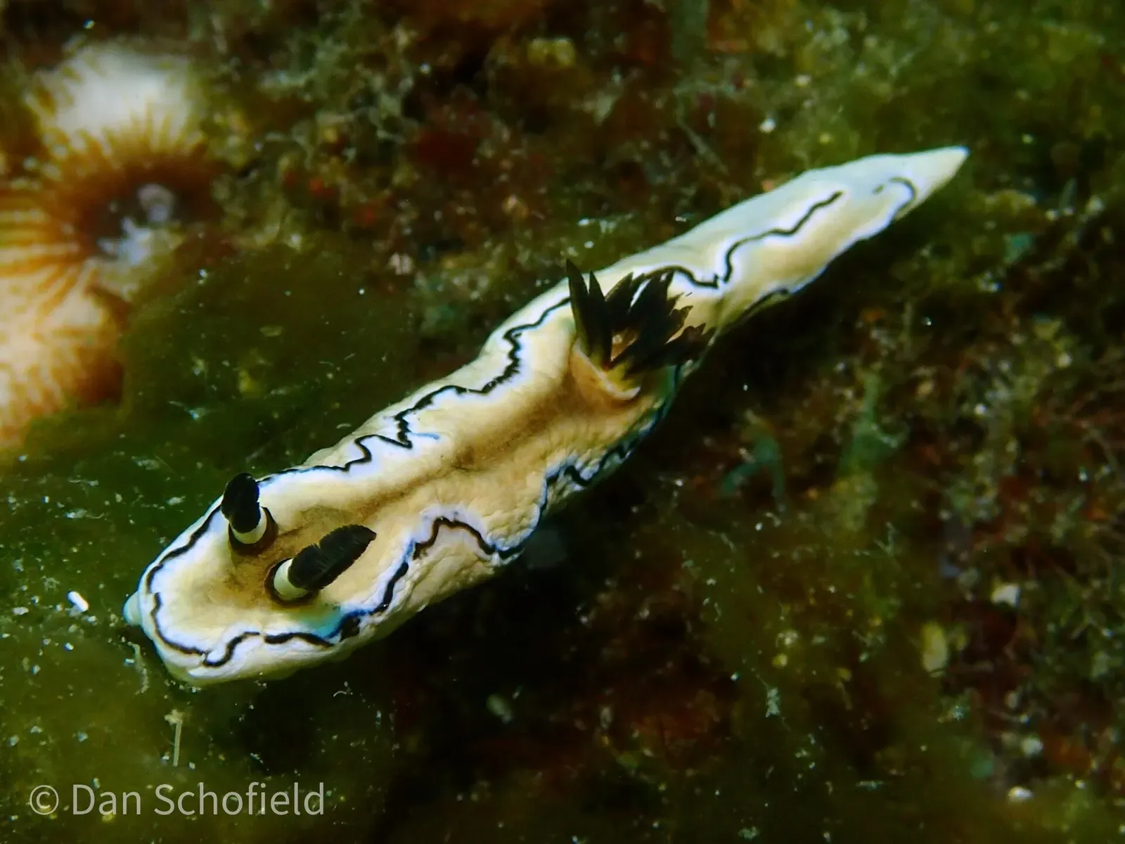 Black-margined nudibranch crawling over reef rubble near Xiaoliuqiu, Taiwan