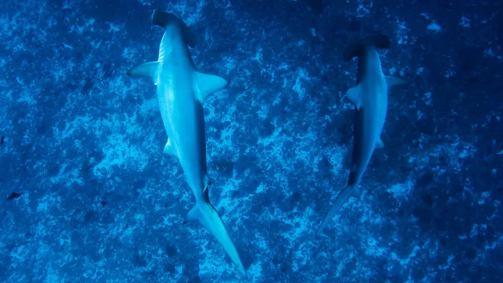 Two scalloped hammerhead sharks swim close together over Yonaguni's rocky seabed.