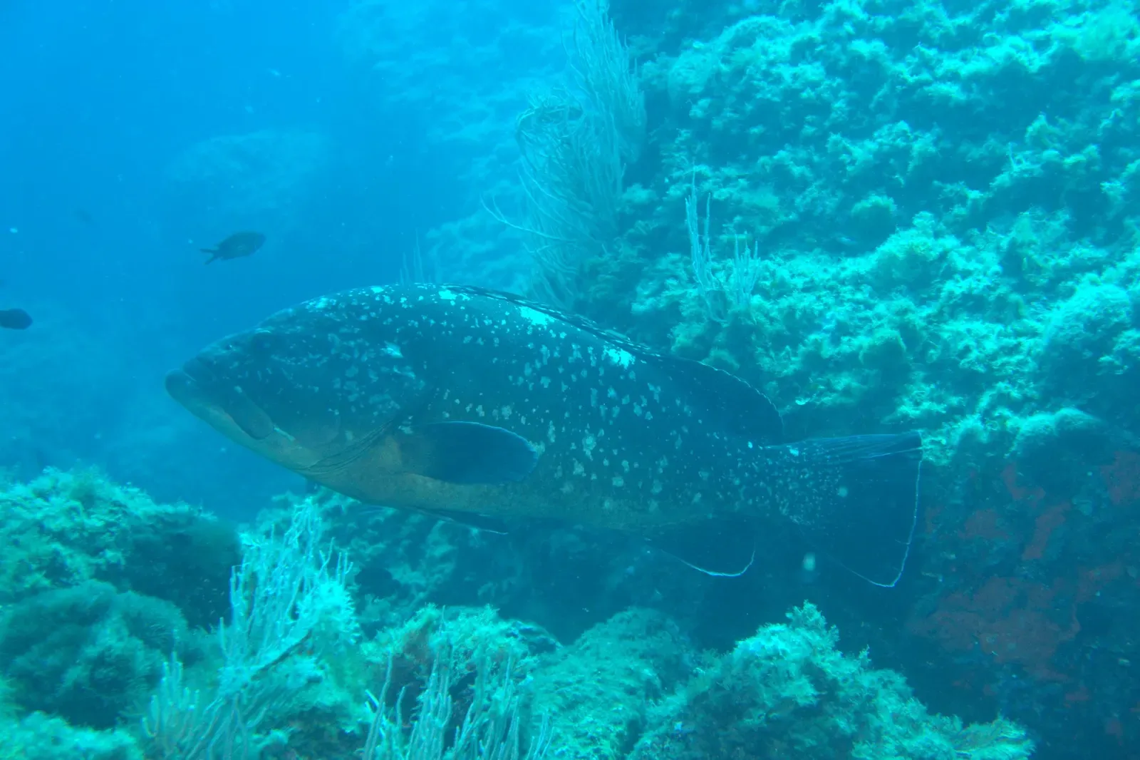 Dusky grouper swimming over gorgonian-dotted rock at Tascó Petit, Medes Islands