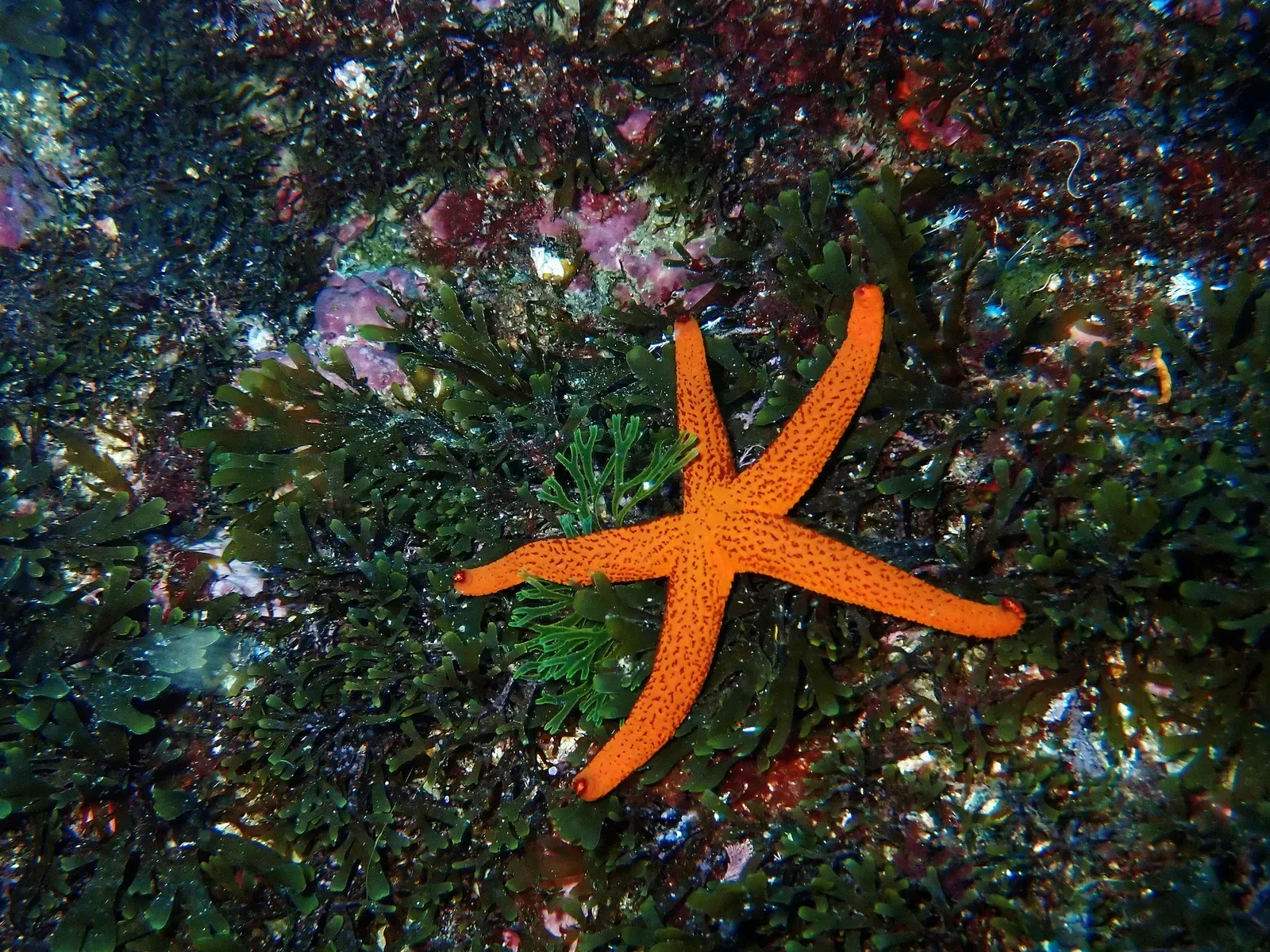 Bright orange Mediterranean red sea star lying on dark green algae-covered rock