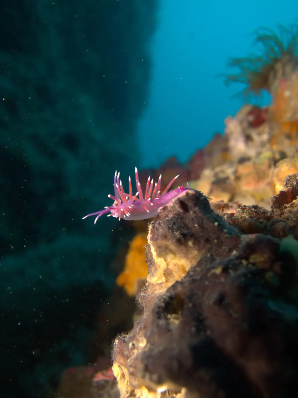 Pink Edmundsella pedata nudibranch on a rocky ledge with blue water behind