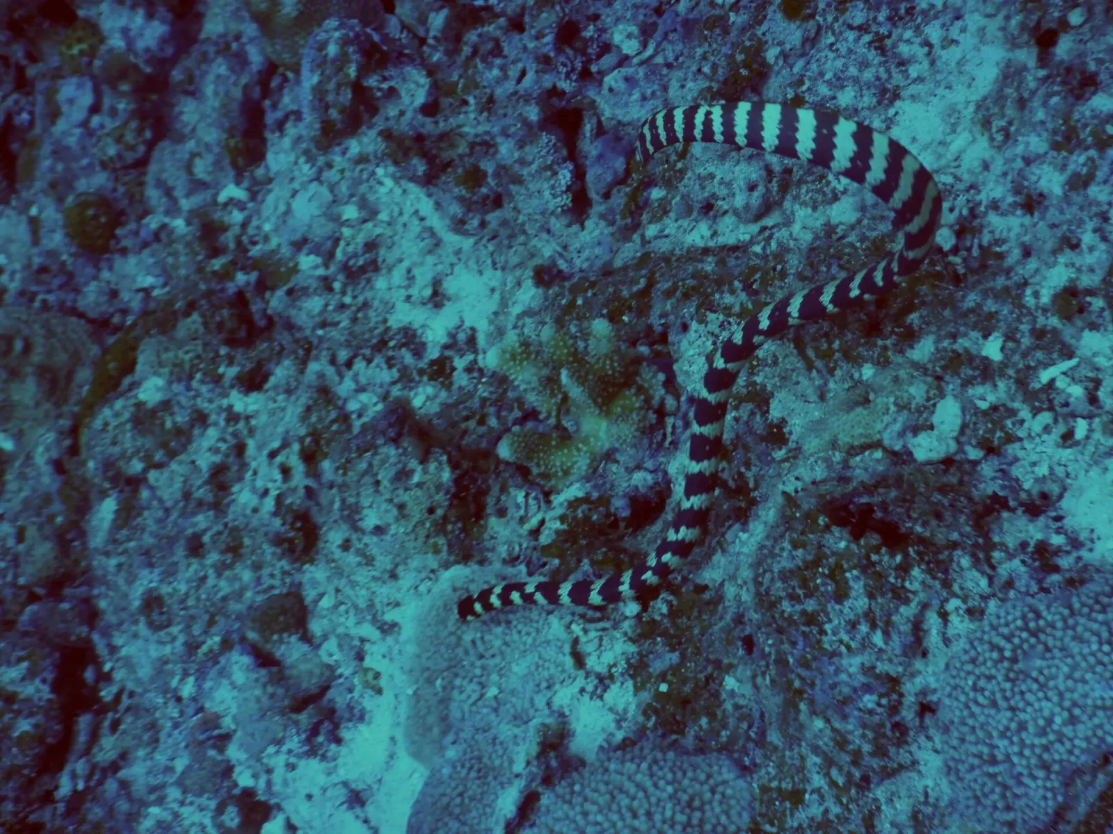 An Ijima's sea snake winds across a coral reef near Zamami Island.